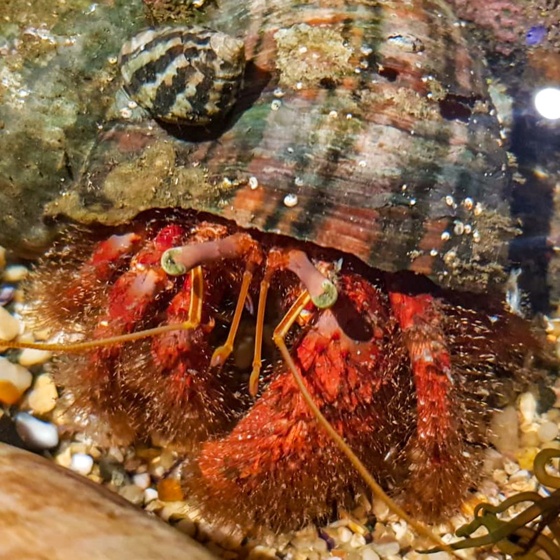 Rock Pool Creatures | SEA LIFE Sydney Aquarium