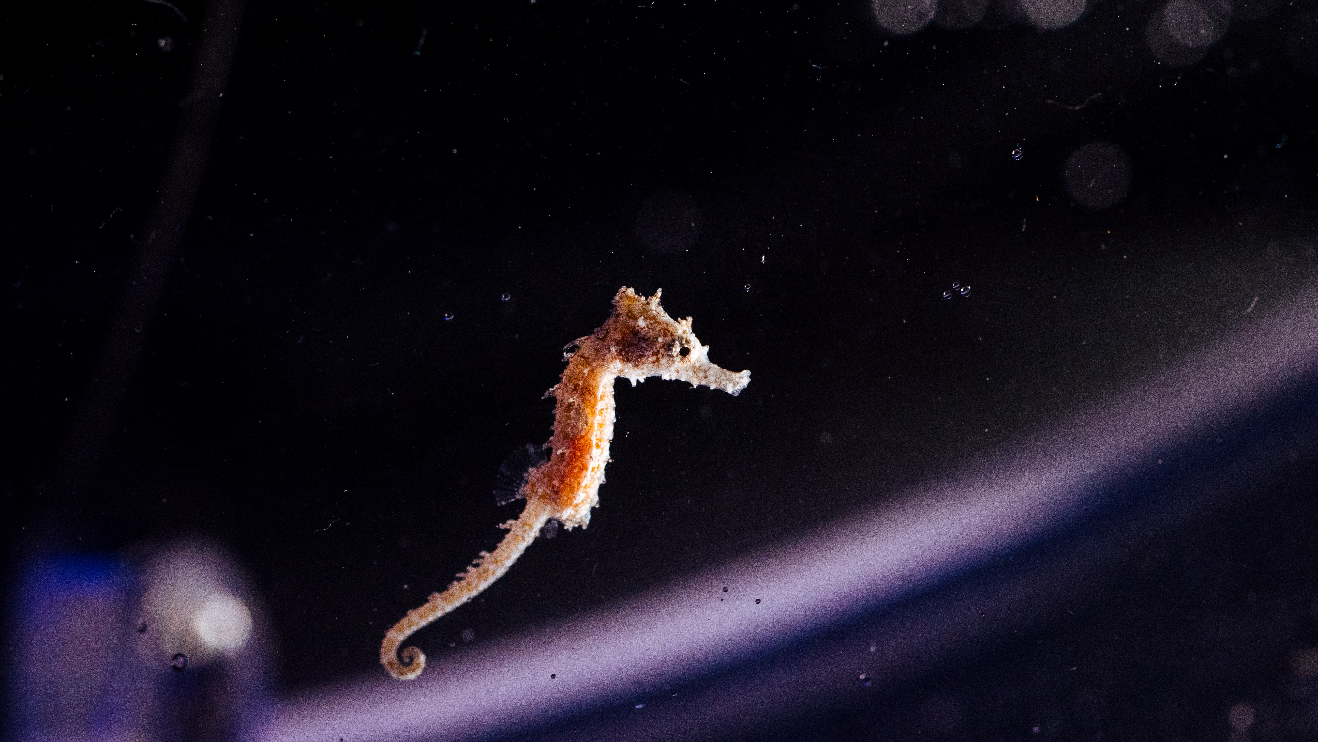 Captive Bred Baby White's Seahorse SEA LIFE Sydney Aquarium 2