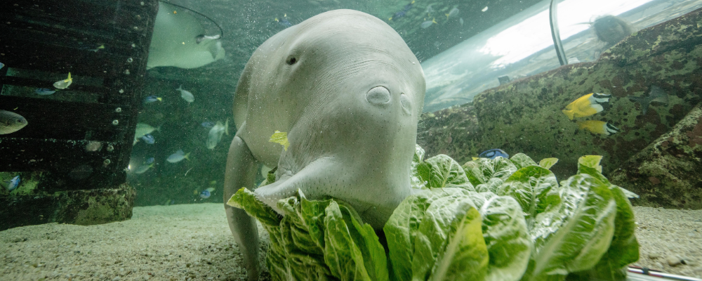 Exhibits Dugong