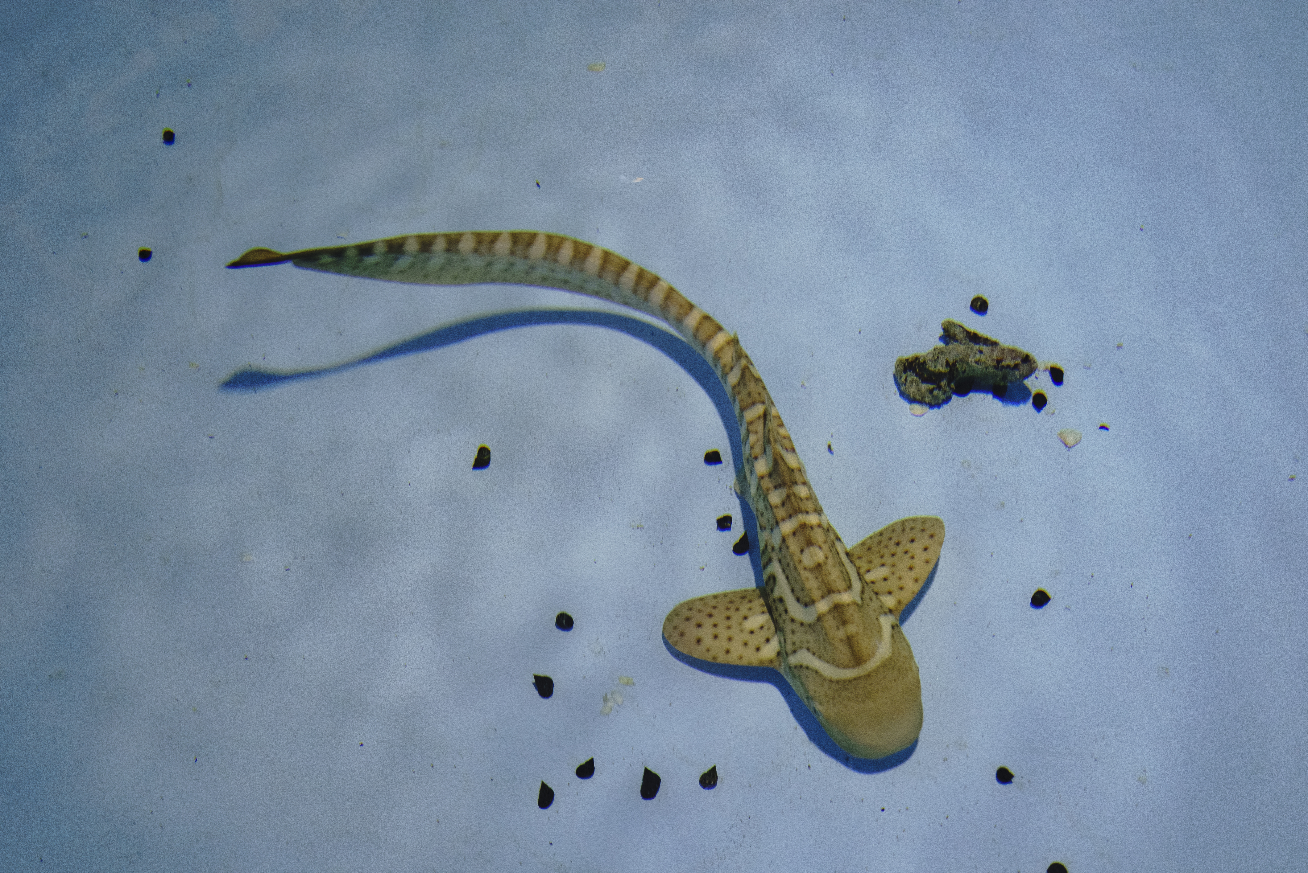 Zebra Shark Pup 'Audrey' Foraging on Snails in Nursery | Photo Credit: Indo Pacific Film
