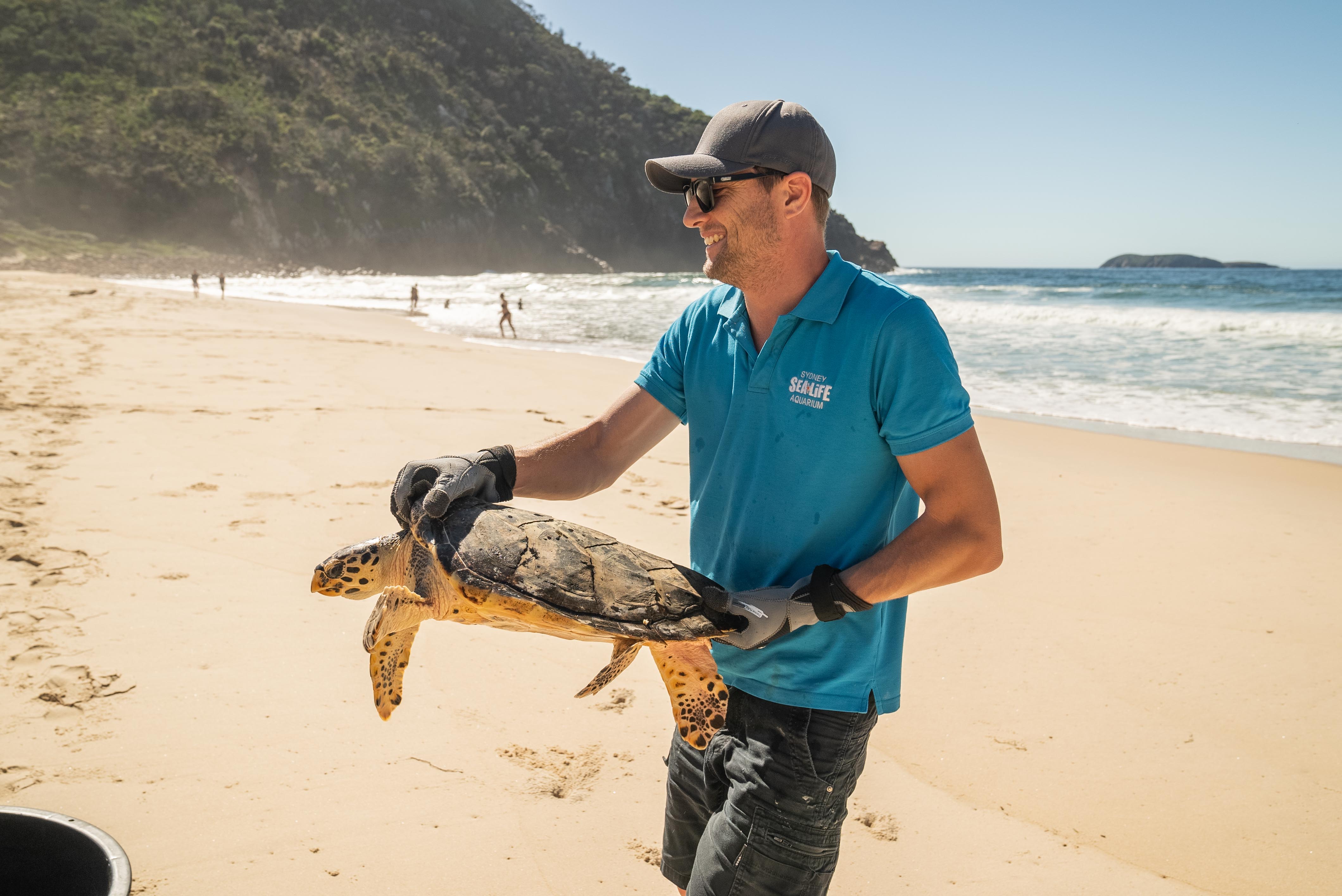 Ben Wynand Releases Avalon The Rescued Hawksbill Turtle SEA LIFE Sydney Aquarium