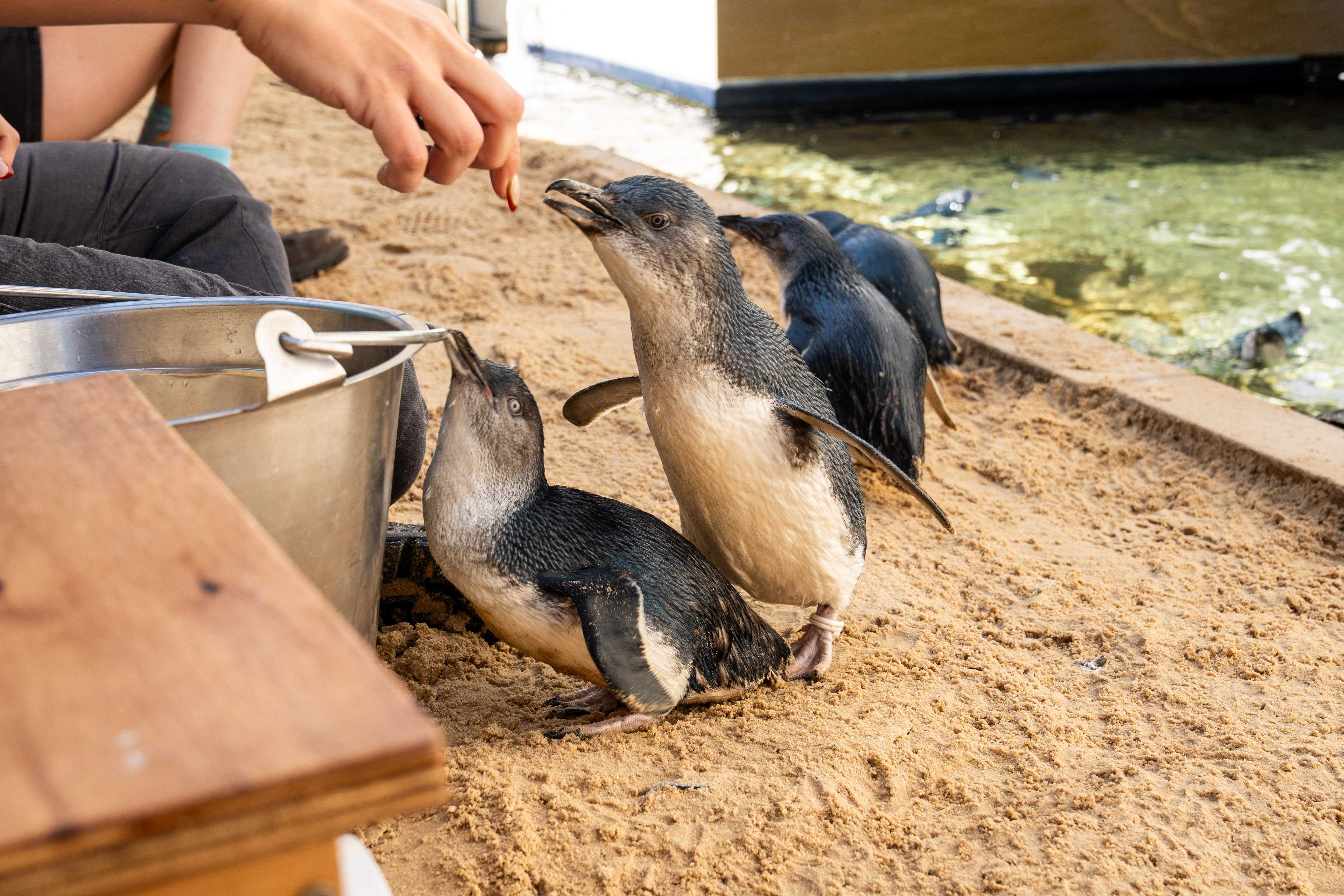 Littlepenguinsfeeding