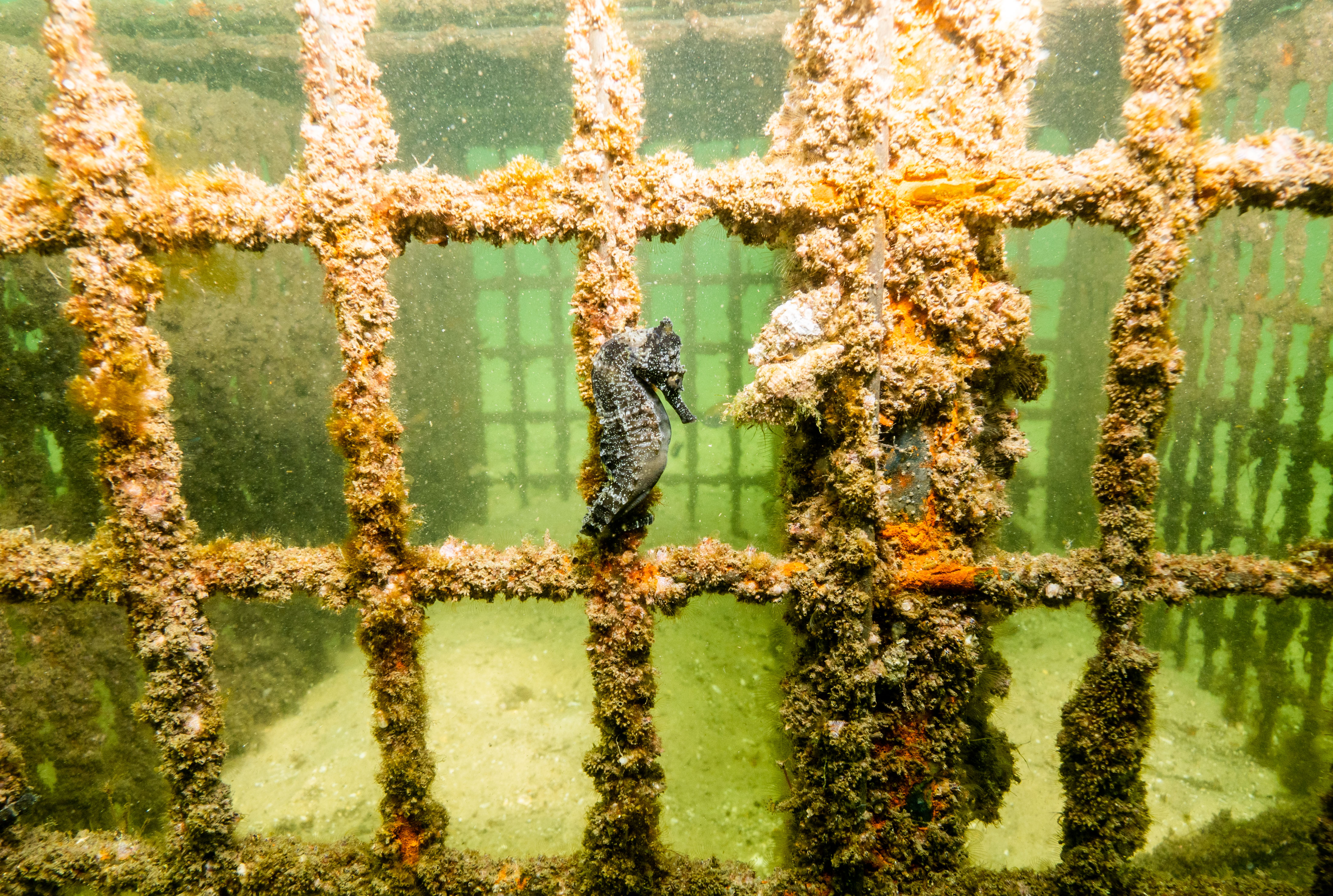 Release White Seahorses Anchored To Seahorse Hotel 3 (1)