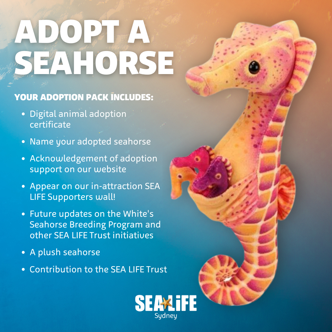 Adopt A Seahorse Today!