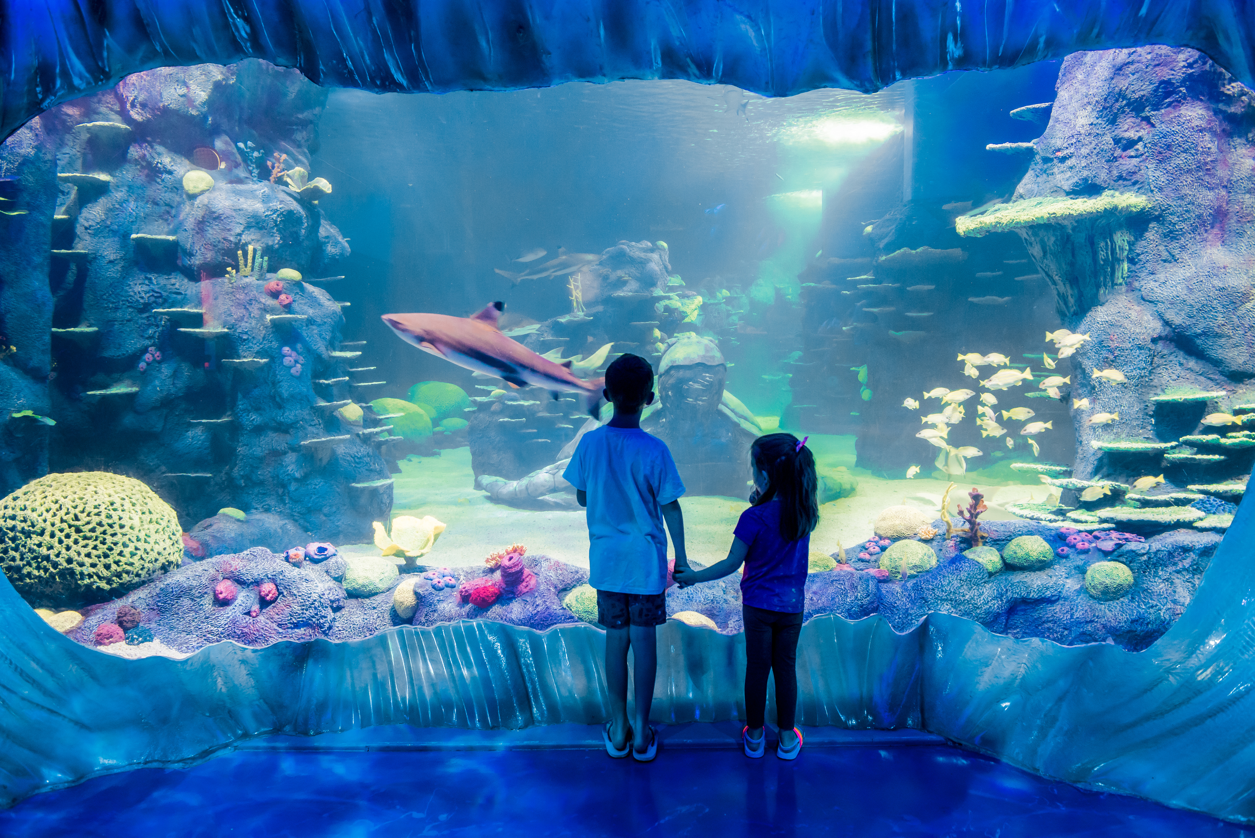 big city adventure sydney aquarium