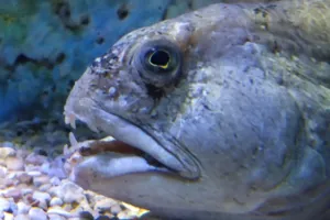 There is much to discover at SEA LIFE