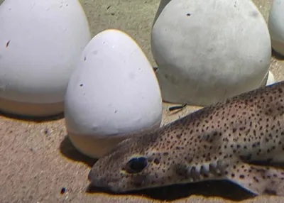 Ostereier Im Sea Life 1