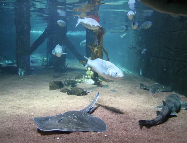 Rochenbeckenbereich Min