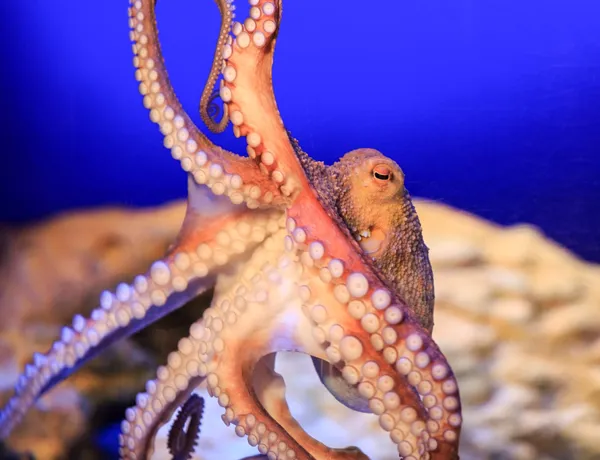 Oktopus
