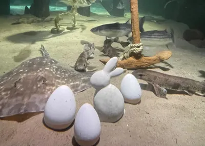 Ostereier Im Sea Life 2 (1)