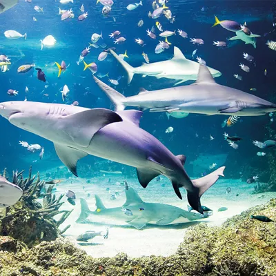 Shark experience