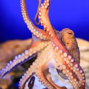 Octopus