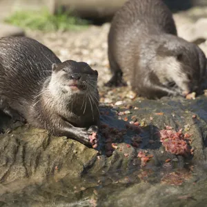 Otters at SEA LIFE Weymouth